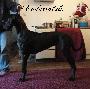 Ch Arkadia Endurial