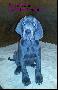 Quendoline Von Blue Ground