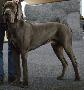 Rico Von Blue Ground