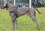 Rico Von Blue Ground