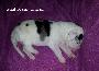 Glait Beaux Chiens