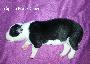 Gipetto Beaux Chiens