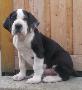 Gipetto Beaux Chiens