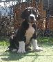 Gerome Beaux Chiens