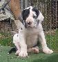Gill Beaux Chiens