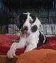 Gill Beaux Chiens