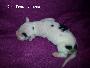Gina Ziva Beaux Chiens