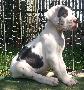 Gina Ziva Beaux Chiens