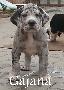 Gajana Beaux Chiens