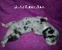Giselle Beaux Chiens