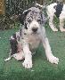 Giselle Beaux Chiens