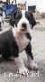 Go-Go Girl Beaux Chiens