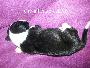 Greta Beaux Chiens