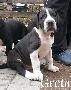 Greta Beaux Chiens