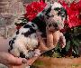 IDog Von Schlesien