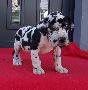 IDog Von Schlesien