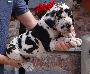 IDog Von Schlesien