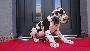 IDog Von Schlesien