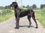 Grande Gremins Dark Dargo