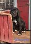 Whoopie Von Blue Ground