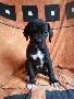 Whoopie Von Blue Ground