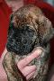 Jack Daniels von Nonius
