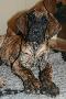 Jack Daniels von Nonius