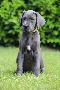 Fabulous Beauty von Tir Na Nogh