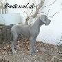 Bycancia Endurial