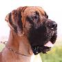 King Dogen-Sport