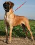 King Dogen-Sport