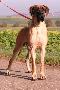King Dogen-Sport