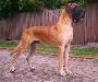 King Dogen-Sport