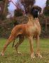 King Dogen-Sport