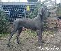 Ch Cydonia Endurial