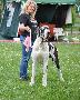 Ch Lee vun den Schmussidogs