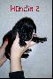 Black Beauty Von Blue Ground