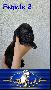 Black Beauty Von Blue Ground