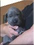 Cheyenne Von Blue Ebony