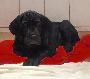 I-Lea Beaux Chiens