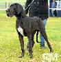 I-Lea Beaux Chiens