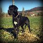 Jaguar Beaux Chiens