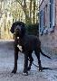 Judy Beaux Chiens