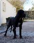 Judy Beaux Chiens