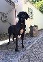 Judy Beaux Chiens