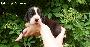 Wild Undercover Vom Waldfrieden