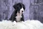Surfer-Daisy von der Wolfshhle