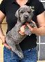Kiko Von Schlesien