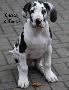 Chester ad Fontes