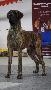 Ch Maserati de Dogville